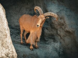 A Barbary sheep standing on rocky terrain, showcasing its impressive horns.