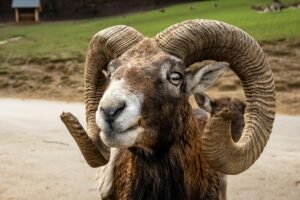 Detailed close-up of a European mouflon ram showcasing its impressive curved horns.