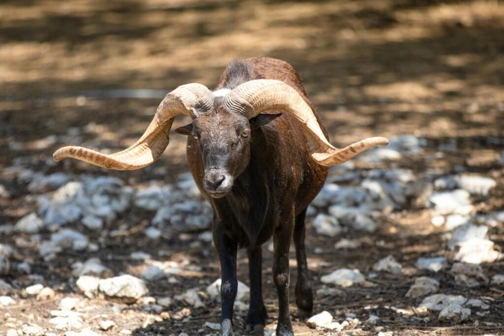 Front view of a majestic ram, showcasing its distinct curved horns in an outdoor rocky setting.