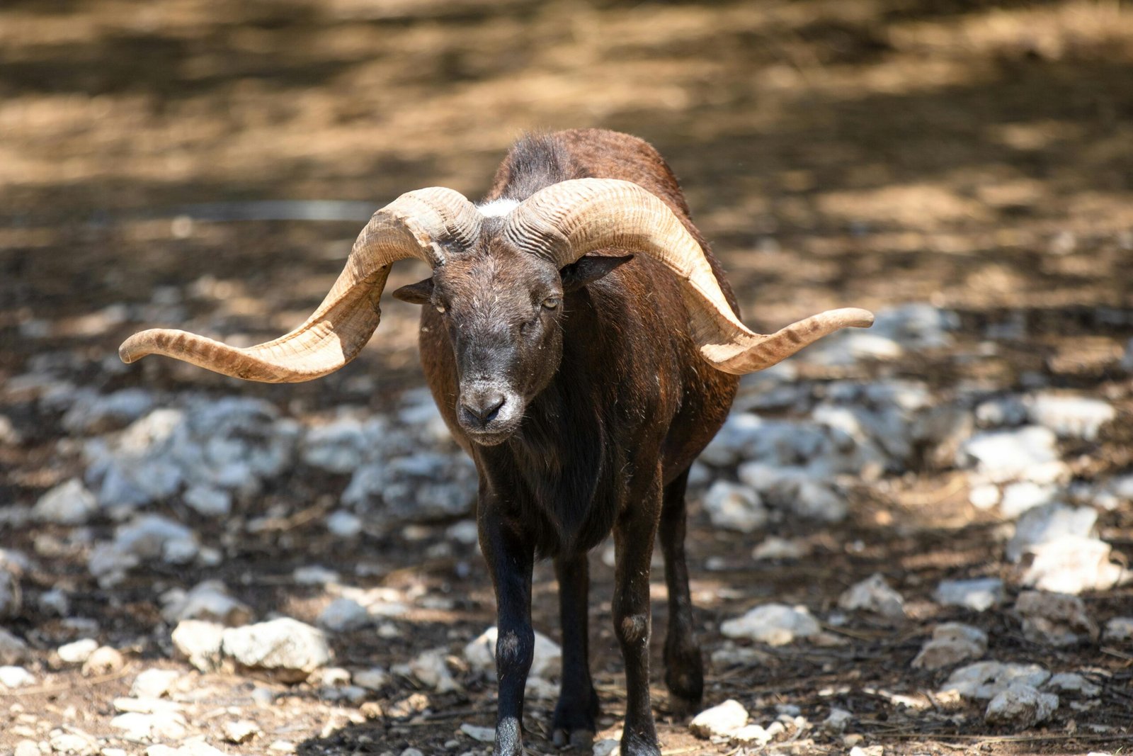 Front view of a majestic ram, showcasing its distinct curved horns in an outdoor rocky setting.