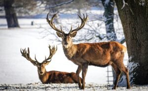 Two red deer stags gracefully captured in a serene winter landscape.