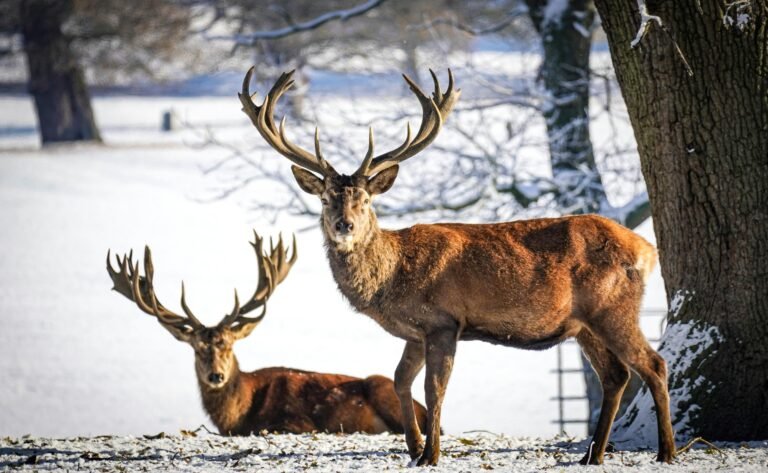 Two red deer stags gracefully captured in a serene winter landscape.