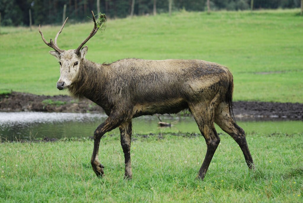 Pere David's Deer