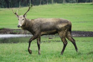 Pere David's Deer