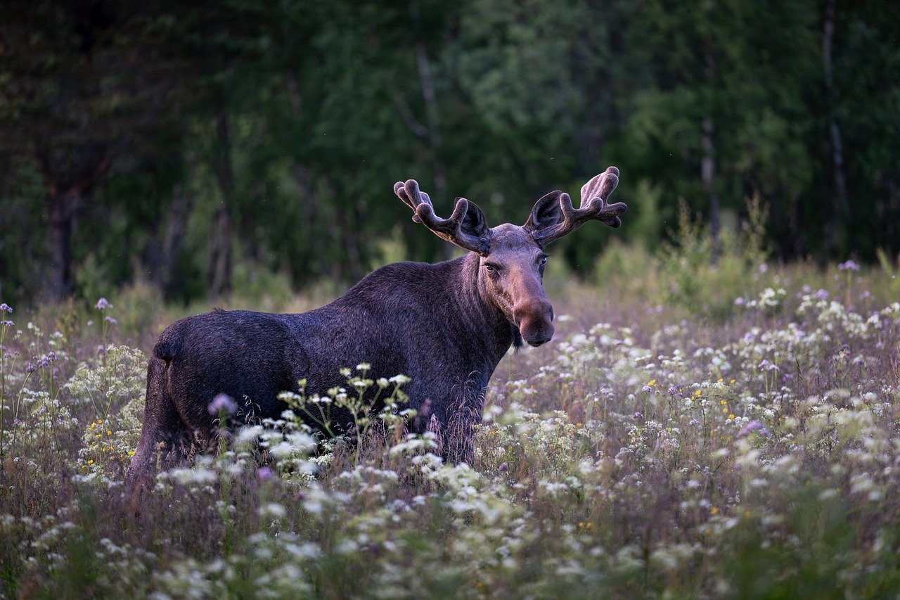 moose, elk, bull, animal, antlers, male moose, mammal, wildlife, fauna, wilderness, nature, norway
