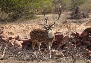 spotted deer, chital, male, stag, antler, axis axis, deer, wildlife, mammal, wild, animal, nature, fauna, dholpur, reserve, travel, herbivorous, india, spotted deer, spotted deer, chital, chital, chital, chital, chital