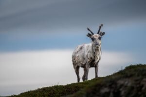 reindeer, deer, wildlife, animal, mammal, nature, fauna, norway, scandinavia