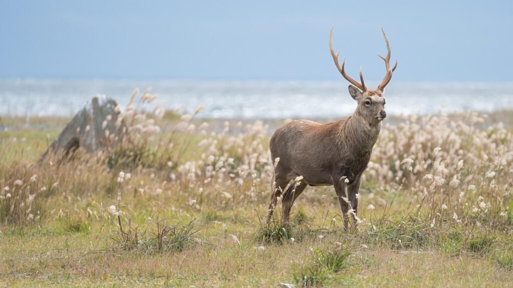deer, hokkaido sika deer, sika deer, antler, mammal, red deer, wild, wildlife, nature, steppe, grass, by the sea, landscape, coast, hokkaido, japan
