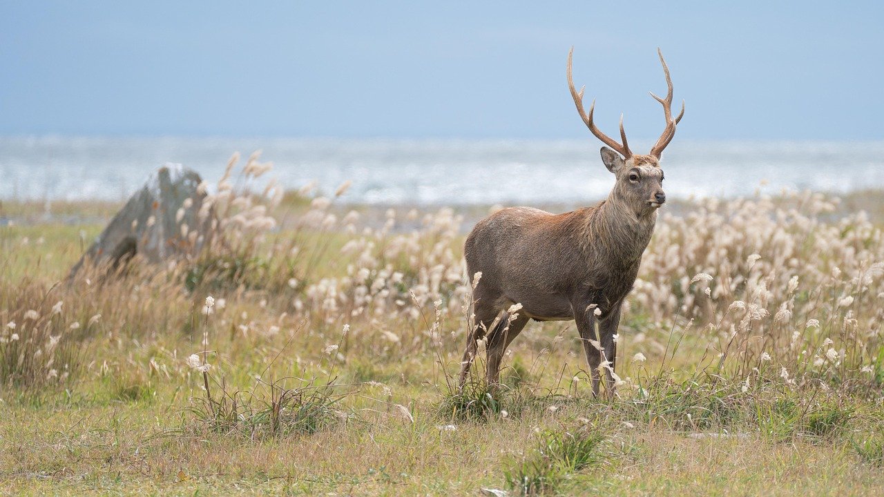 deer, hokkaido sika deer, sika deer, antler, mammal, red deer, wild, wildlife, nature, steppe, grass, by the sea, landscape, coast, hokkaido, japan