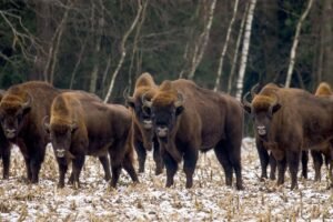 european bison, winter, wisents, wildlife, bison bonasus, european wood bison, nature, animals, poland, hajnowka, european bison, european bison, european bison, european bison, european bison