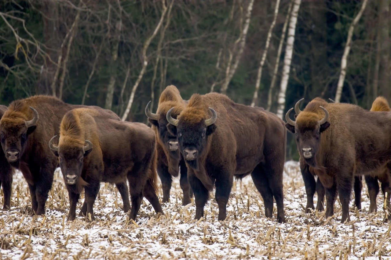 european bison, winter, wisents, wildlife, bison bonasus, european wood bison, nature, animals, poland, hajnowka, european bison, european bison, european bison, european bison, european bison