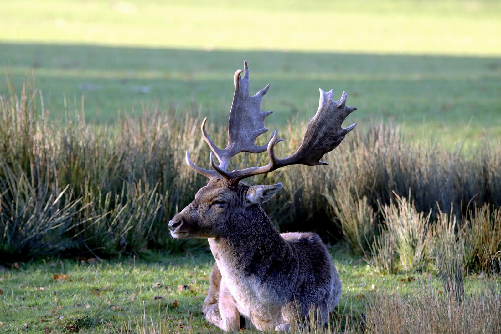 A serene European fallow deer with impressive antlers resting in a grassy field during the day.