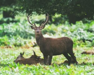 A majestic red deer stag standing in a vibrant, lush green forest with fawns resting nearby.