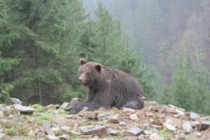 A brown bear lies in the forest, showcasing the wilderness and natural habitat.