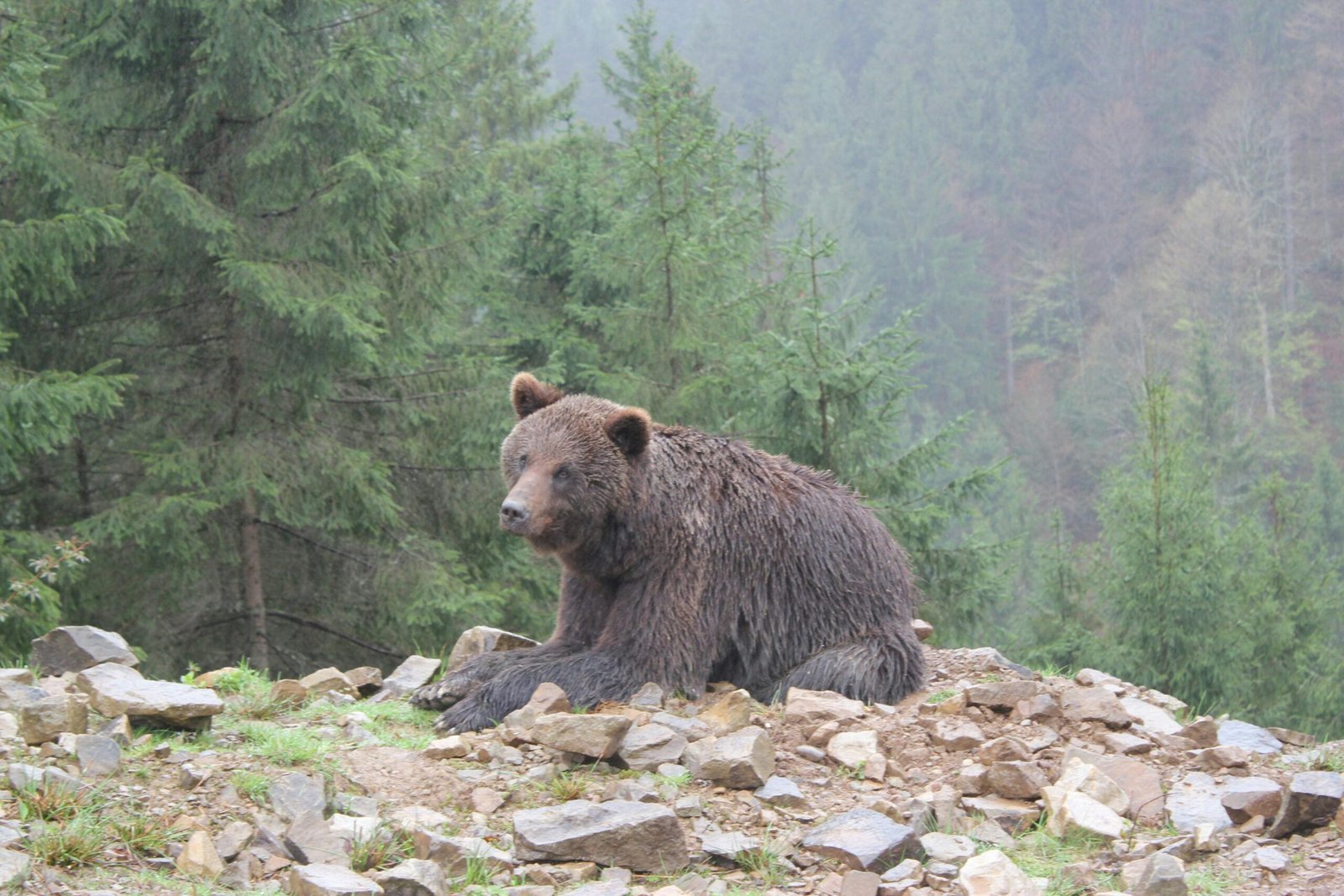 A brown bear lies in the forest, showcasing the wilderness and natural habitat.