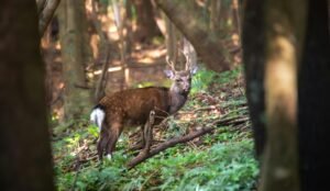 A sika deer stands gracefully among the trees in a tranquil forest scene.