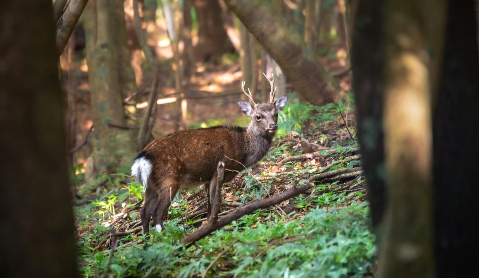A sika deer stands gracefully among the trees in a tranquil forest scene.