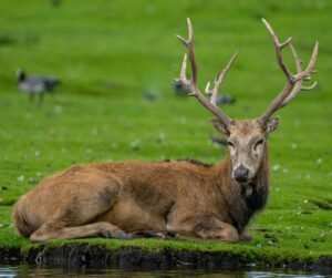 A serene image of a deer with impressive antlers resting on lush green grass, showcasing nature's tranquility.