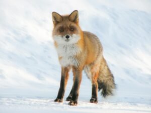 Close-up of a red fox standing on snowy ground in winter, highlighting its natural beauty.