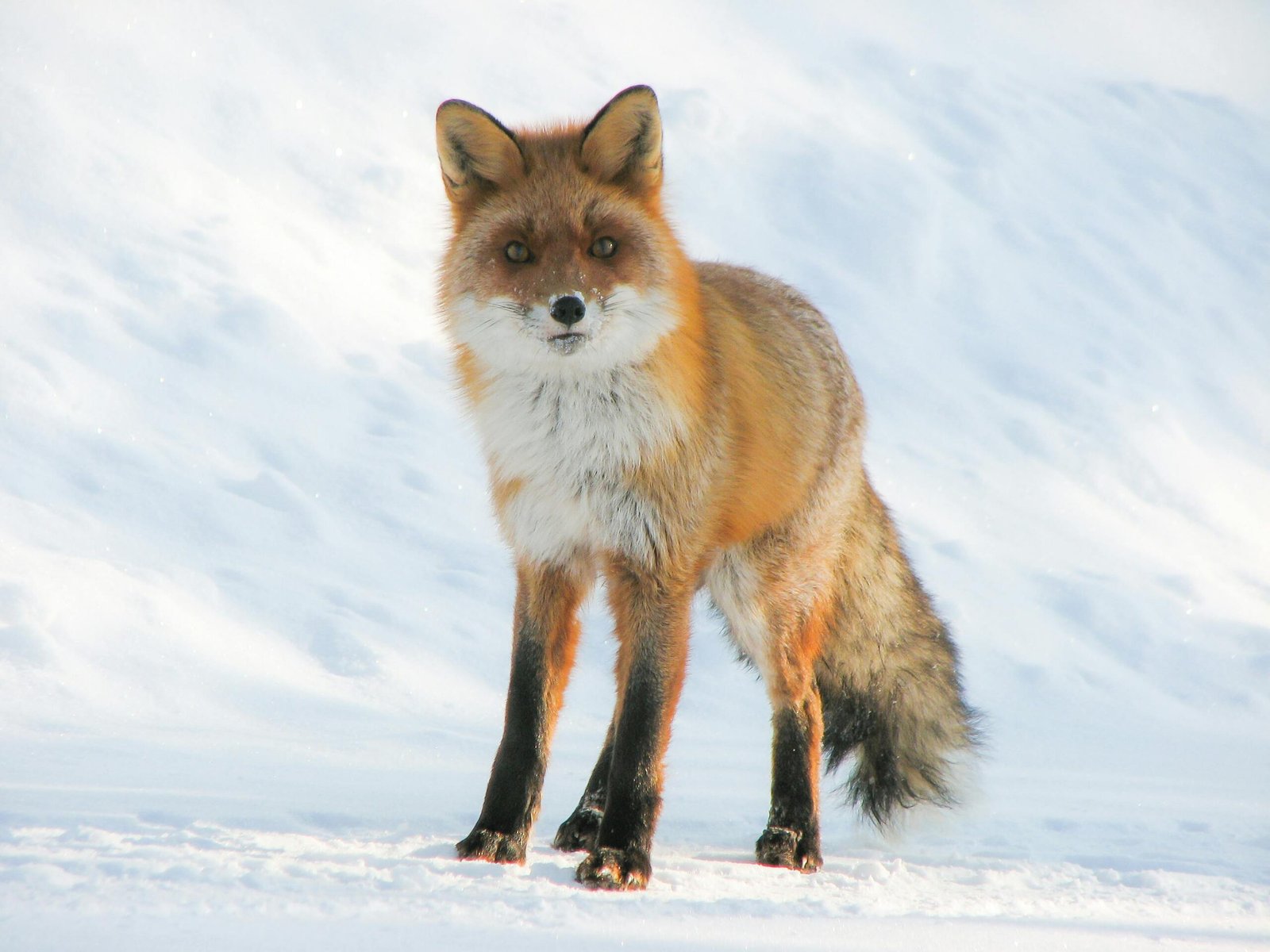 Close-up of a red fox standing on snowy ground in winter, highlighting its natural beauty.