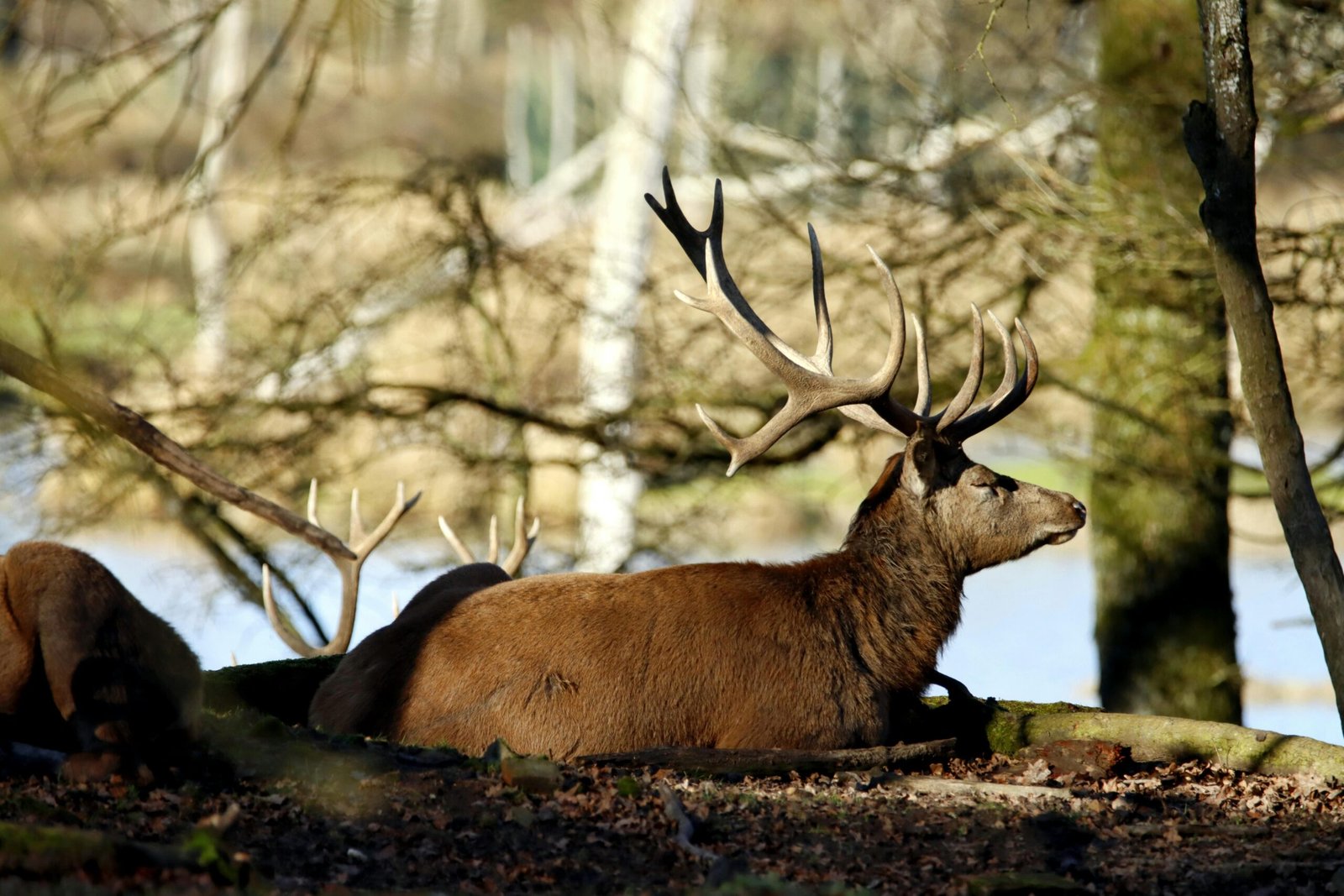 A tranquil scene of a red deer with antlers resting in a sunlit forest clearing.