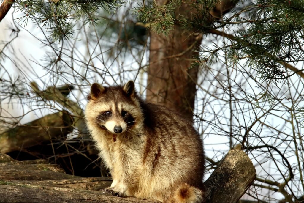 A raccoon sitting on a log amidst trees in a forest setting.