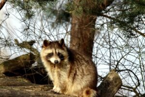 A raccoon sitting on a log amidst trees in a forest setting.