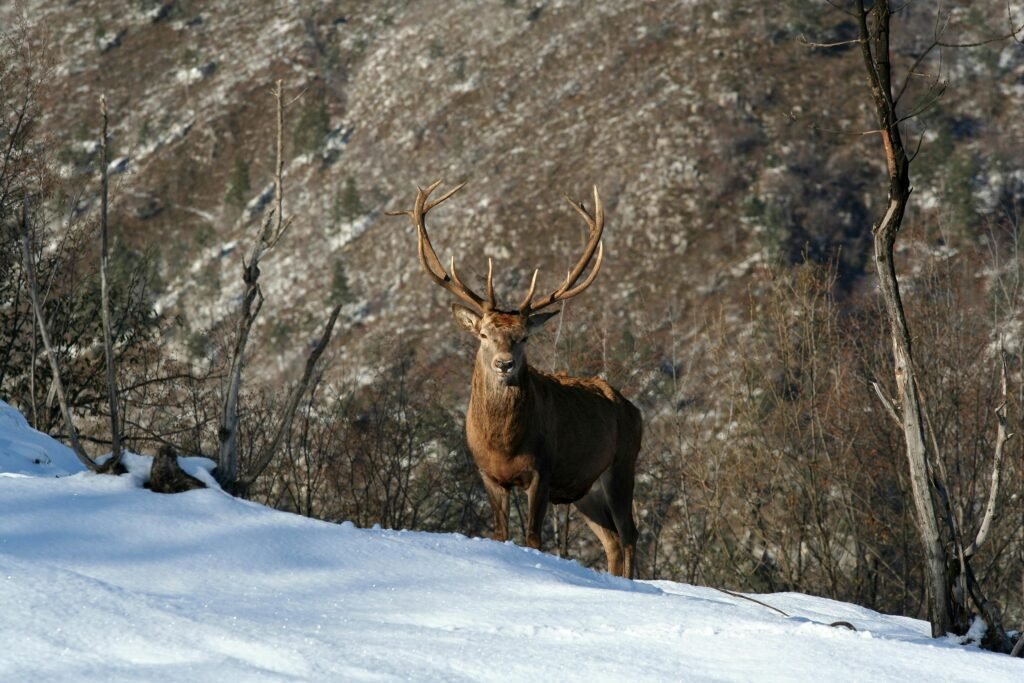 Red deer standing in a snowy forest in Camposilvano, Italy. Winter scene with natural beauty.