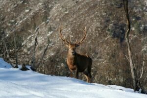 Red deer standing in a snowy forest in Camposilvano, Italy. Winter scene with natural beauty.