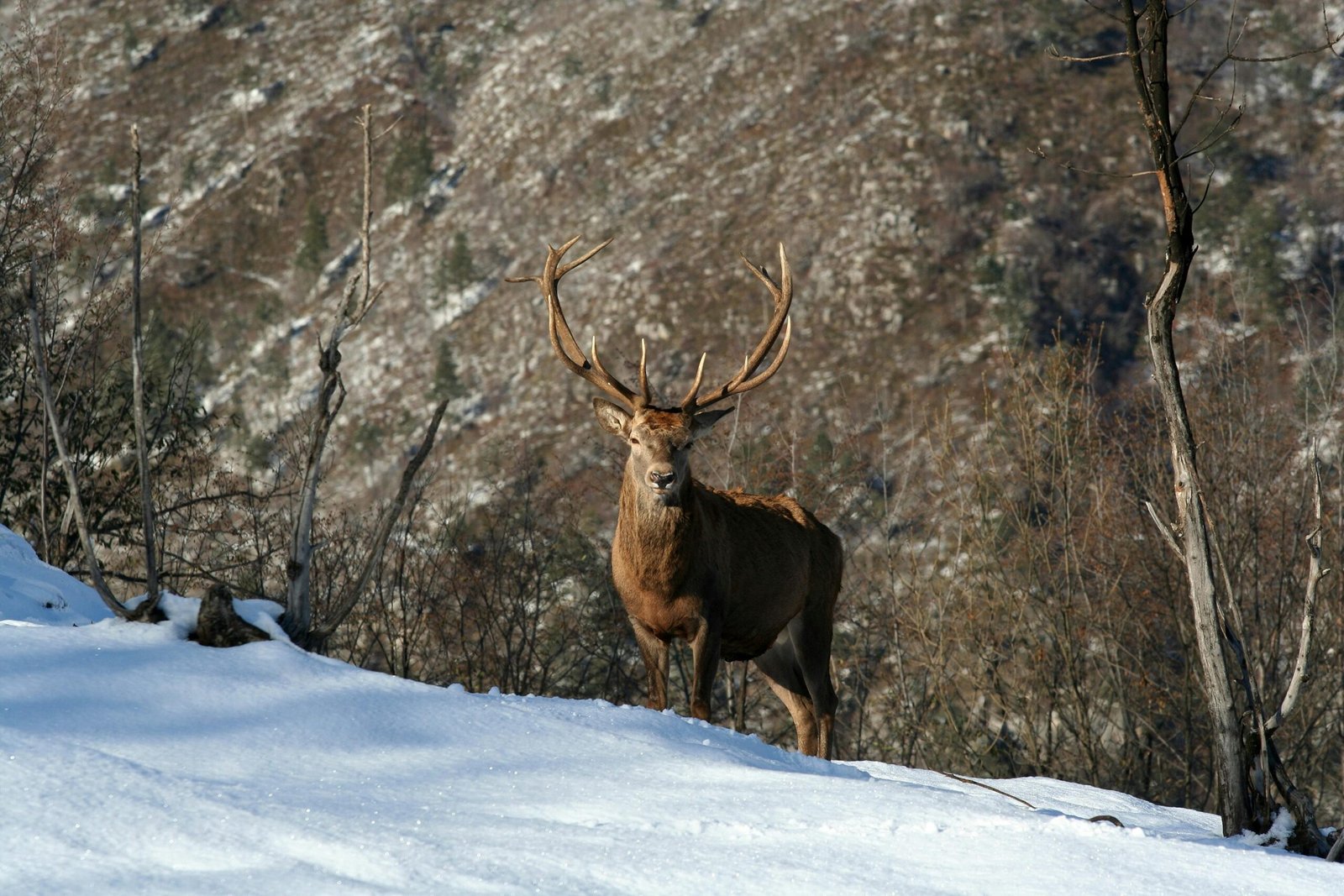 Red deer standing in a snowy forest in Camposilvano, Italy. Winter scene with natural beauty.
