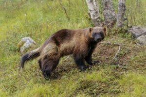 Wolverine standing in a lush green forest, showcasing its distinctive fur patterns in a natural habitat.