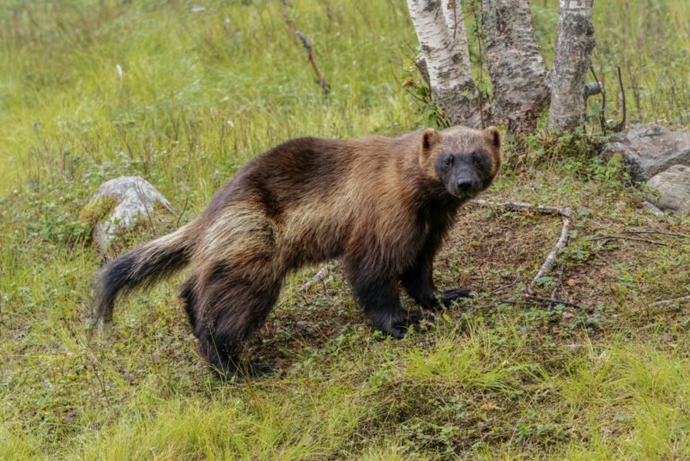 Wolverine standing in a lush green forest, showcasing its distinctive fur patterns in a natural habitat.