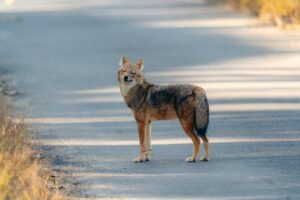 A lone golden jackal stands alert on a deserted road, bathed in sunlight.
