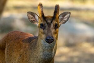 Detailed portrait of a muntjac deer with antlers, captured in a serene outdoor setting.