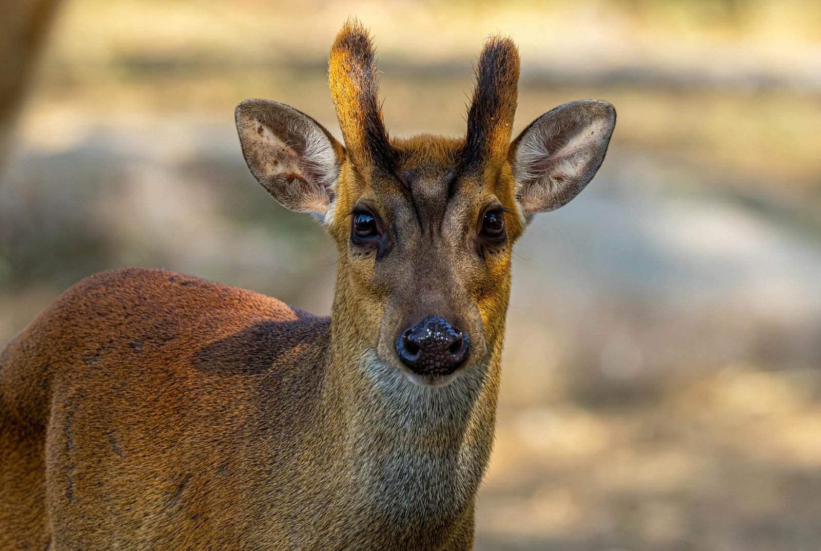 Detailed portrait of a muntjac deer with antlers, captured in a serene outdoor setting.