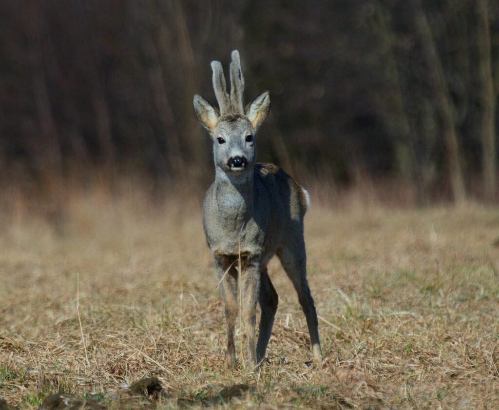Captivating image of a European Roe Deer in a Polish meadow during daylight.