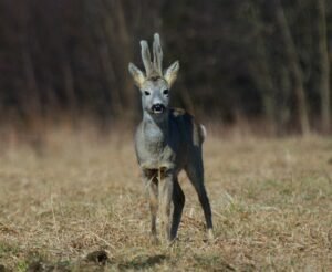 Captivating image of a European Roe Deer in a Polish meadow during daylight.