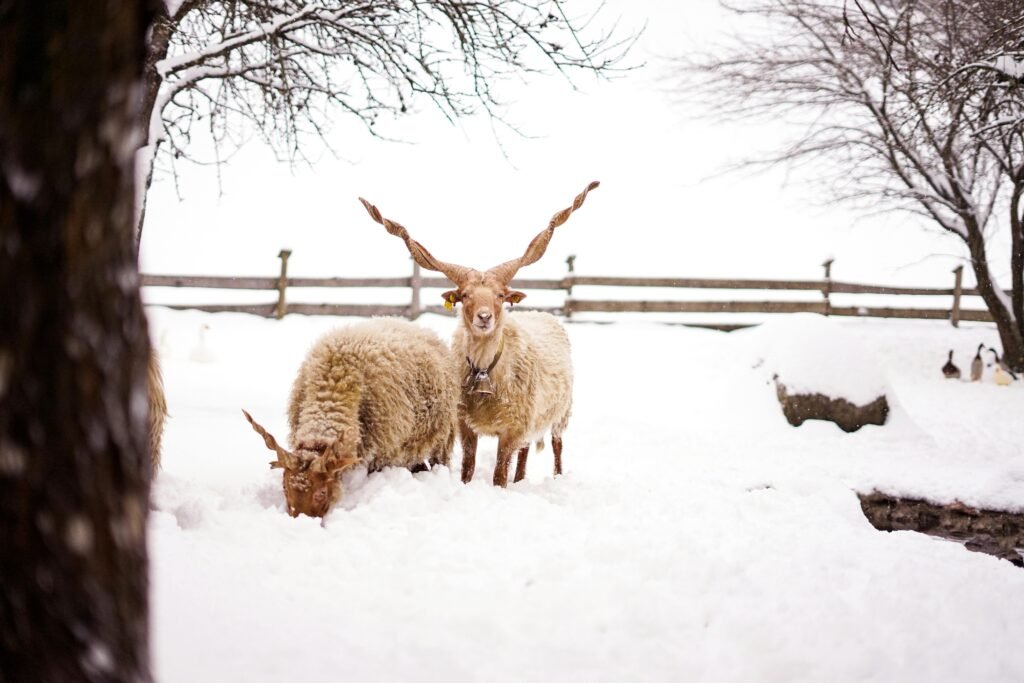 Racka sheep in a winter landscape, snow covering the ground in Austria.