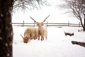 Racka sheep in a winter landscape, snow covering the ground in Austria.