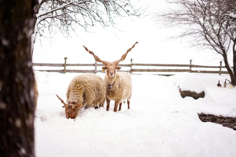 Racka sheep in a winter landscape, snow covering the ground in Austria.