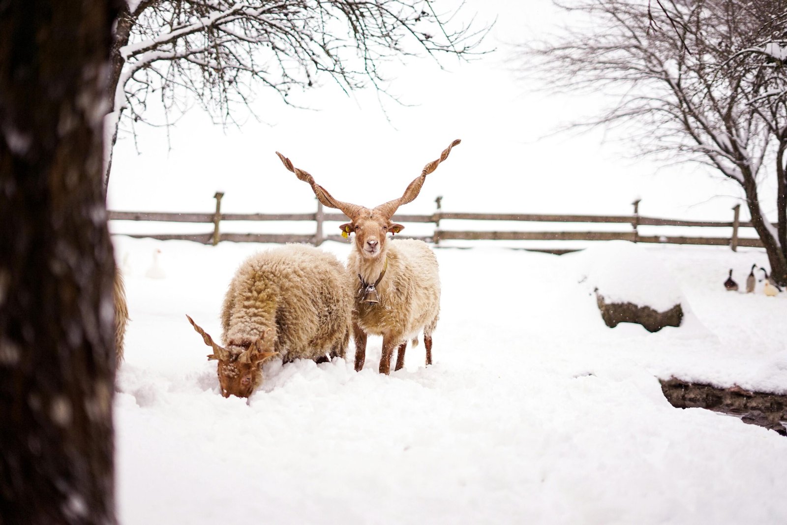 Racka sheep in a winter landscape, snow covering the ground in Austria.
