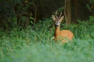 A roe deer buck stands alertly in a green forest glade, showcasing its antlers.