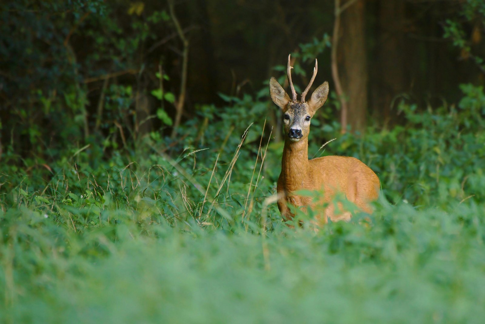 A roe deer buck stands alertly in a green forest glade, showcasing its antlers.
